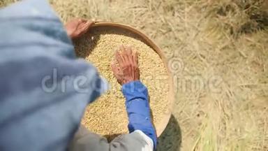 <strong>水稻收获</strong>过程。 巴厘岛农场工人妇女在田间播种. 亚洲传统农业。 4K